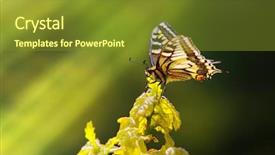  Presentation with monarch butterfly - Beautiful PPT theme featuring monarch butterfly on a leaf over a green background backdrop and a tawny brown colored foreground