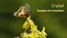  Presentation with monarch butterfly - Beautiful PPT theme featuring monarch butterfly on a leaf over a green background backdrop and a tawny brown colored foreground