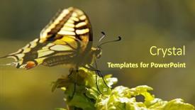  Presentation with monarch butterfly - PPT layouts having monarch butterfly on a leaf over a green background background and a tawny brown colored foreground