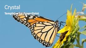  Presentation with monarch butterfly - Amazing presentation theme having monarch butterfly on a wild sunflower backdrop and a teal colored foreground
