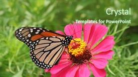  Presentation with monarch butterfly - Presentation design consisting of monarch butterfly on a zinnia background and a tawny brown colored foreground