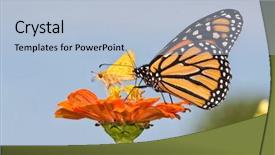  Presentation with orange butterfly - Theme enhanced with butterfly on an orange zinnia background and a light blue colored foreground