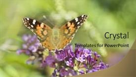  Presentation with monarch butterfly - PPT layouts enhanced with monarch butterfly on butterfly bush background and a  colored foreground