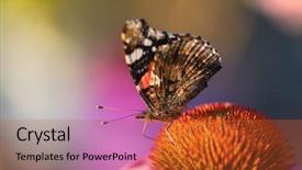  Presentation with monarch butterfly - Beautiful presentation featuring monarch butterfly on echinacea purpurea backdrop and a red colored foreground