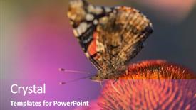  Presentation with monarch butterfly - Amazing PPT theme having monarch butterfly on echinacea purpurea backdrop and a coral colored foreground