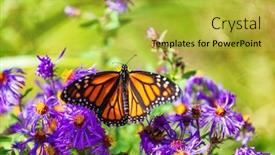  Presentation with purple butterfly - Audience pleasing PPT theme consisting of monarch butterfly on purple asters backdrop and a yellow colored foreground