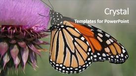  Presentation with purple butterfly - Presentation featuring monarch butterfly on purple thistle background and a gray colored foreground