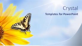  Presentation with monarch butterfly - Slide deck featuring monarch-butterfly-on-sunflower-against background and a sky blue colored foreground