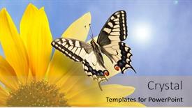  Presentation with monarch butterfly - Presentation consisting of monarch-butterfly-on-sunflower-against background and a yellow colored foreground