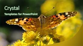  Presentation with monarch butterfly - Cool new theme with monarch butterfly on the flower close-up macro backdrop and a tawny brown colored foreground