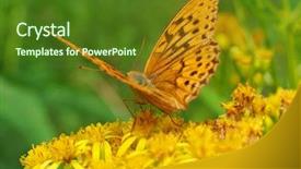  Presentation with monarch butterfly - Colorful theme enhanced with monarch butterfly on the flower backdrop and a tawny brown colored foreground