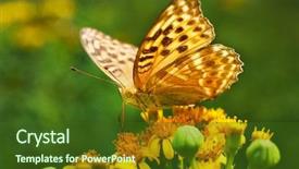  Presentation with monarch butterfly - PPT layouts having monarch butterfly on the flower background and a tawny brown colored foreground