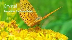  Presentation with monarch butterfly - Presentation design having monarch butterfly on the flower close-up macro background and a tawny brown colored foreground