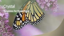  Presentation with purple butterfly - Colorful presentation design enhanced with monarch butterfly on the purple backdrop and a gray colored foreground