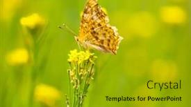  Presentation with monarch butterfly - Presentation theme enhanced with monarch butterfly on the yellow flower at summer meadow background and a gold colored foreground