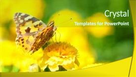  Presentation with monarch butterfly - Theme enhanced with monarch butterfly on the yellow marigold in highkey background and a forest green colored foreground