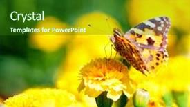  Presentation with monarch butterfly - Cool new presentation with monarch butterfly on the yellow marigold in highkey backdrop and a forest green colored foreground