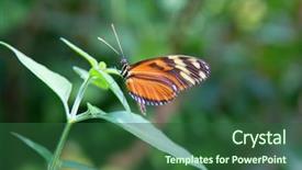  Presentation with monarch butterfly - PPT theme having danaus plexippus is a milkweed background and a ocean colored foreground
