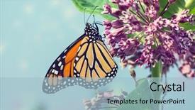  Presentation with monarch butterfly - PPT layouts with pink swamp milkweed flower background and a sky blue colored foreground