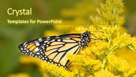  Presentation with monarch butterfly - Presentation theme having monarchs flowers - monarch butterfly resting background and a tawny brown colored foreground