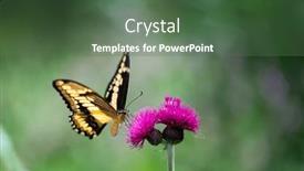  Presentation with seeking - PPT theme featuring monarch-butterfly-seeking-nectar background and a ocean colored foreground