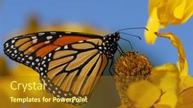  Presentation with monarch butterfly - Presentation theme enhanced with monarch butterfly warming up and eating on afternoon sun background and a tawny brown colored foreground