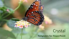  Presentation with monarch butterfly - Presentation theme consisting of close up detail purple - monarch butterfly background and a mint green colored foreground