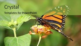  Presentation with monarch butterfly - Audience pleasing slide set consisting of monarch butterfly backdrop and a yellow colored foreground