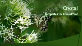  Presentation with flower - Slide deck with asia mania - monarch butterlfy closeup on white background and a  colored foreground