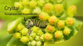  Presentation with caterpillar - Amazing PPT layouts having monarch caterpillar eating on milkweed backdrop and a gold colored foreground
