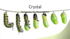  Presentation with chrysalis - Slides having monarch caterpillar in various stages background and a white colored foreground