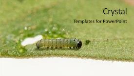  Presentation with caterpillar - Slide deck having monarch caterpillar on a milkweed background and a yellow colored foreground