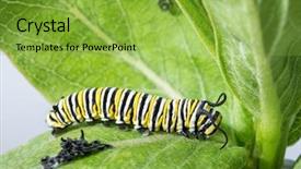  Presentation with caterpillar - Slide set with monarch caterpillar resting right background and a yellow colored foreground