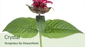 Presentation with tea - PPT theme enhanced with monarda flower oswego tea scarlet background and a mint green colored foreground