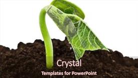  Presentation with sprout - Beautiful slide deck featuring money sprout backdrop and a wine colored foreground