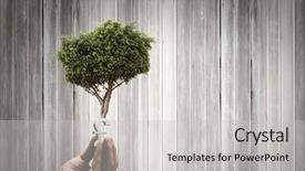  Presentation with money tree - Audience pleasing presentation theme consisting of money tree - close up of human hand backdrop and a light gray colored foreground