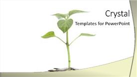  Presentation with money tree - Colorful slide set enhanced with money tree - plant in coins isolated backdrop and a white colored foreground