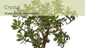  Presentation with money tree - Presentation theme enhanced with money-tree-crassula-ovata-isolated background and a  colored foreground