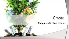  Presentation with money tree - Presentation consisting of money tree isolated on white background and a white colored foreground