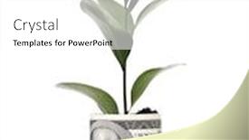  Presentation with money tree - Colorful PPT theme enhanced with money tree isolated on white background backdrop and a white colored foreground
