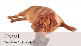  Presentation with thoughts - Colorful PPT layouts enhanced with moneywise wise - dog is full of thoughts backdrop and a lemonade colored foreground