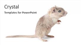  Presentation with rodent - Amazing slide deck having vip protection - barrier rope isolated on white backdrop and a pink colored foreground