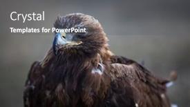  Presentation with mongolian - Amazing PPT theme having mongolian golden eagle head close backdrop and a gray colored foreground