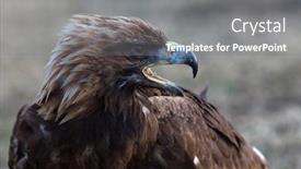  Presentation with mongolian - Slide set consisting of mongolian golden eagle head close background and a gray colored foreground
