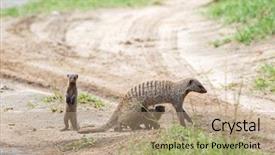  Presentation with family worship - PPT theme featuring mongose - banded mongoose family crossing street background and a  colored foreground