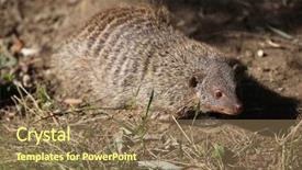  Presentation with underwater wild nature sea life - Amazing PPT theme having mongose - banded mongoose mungos mungo colonus backdrop and a  colored foreground