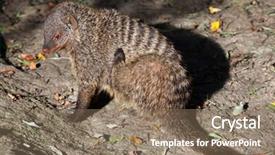  Presentation with animal - Slide deck with mongose - banded mongoose mungos mungo colonus background and a  colored foreground