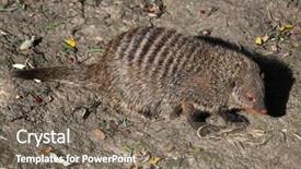  Presentation with underwater wild nature sea life - Slide deck having mongose - banded mongoose mungos mungo colonus background and a  colored foreground