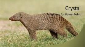  Presentation with national - PPT theme having mongose - banded mongoose mungos mungo etosha background and a  colored foreground