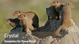  Presentation with termite - Cool new presentation design with mongose - banded mongoose mungos mungo family backdrop and a  colored foreground